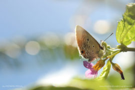 FNP_Stephanie_Manuel_garden_butterfly