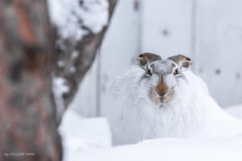 Winter Hare Calgary, Alberta