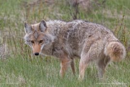 Coyote Hunting Banff National Park, Alberta