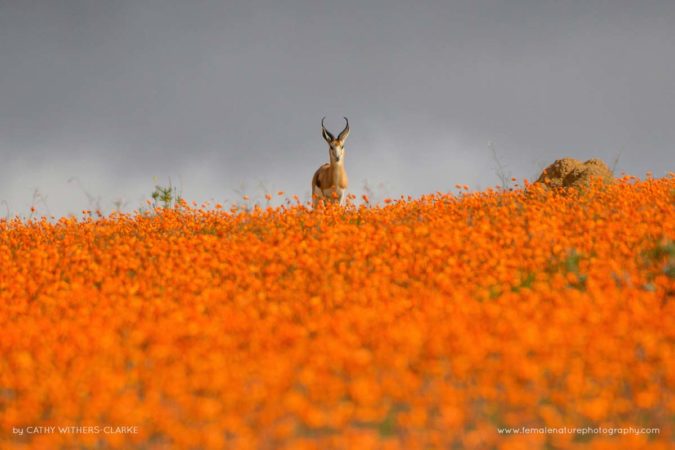 Cathy_WithersClarke_FNP_10