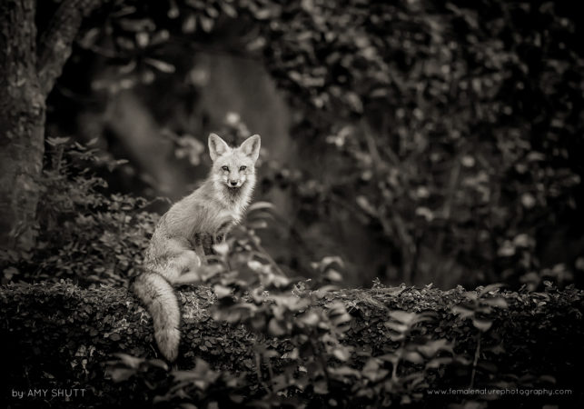 The Vixen By The Lake - Red Fox, Louisiana