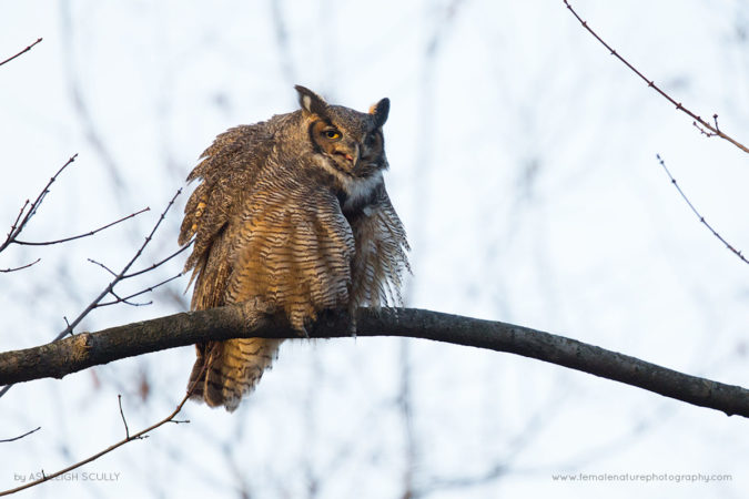 Ashleigh-Scully-FNP-2