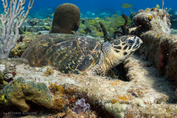 A hawksbill sea turtle rests on the bottom on a shallow wreck off Grand Bahama Island