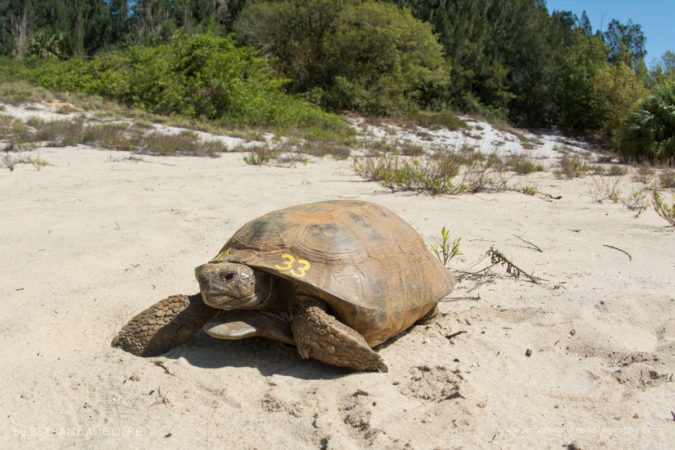 Gopher tortoises are keystone species by digging burrows that more than 350 animals use for shelter.