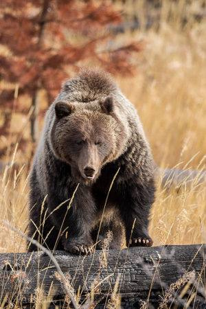 Autumn Grizzly
