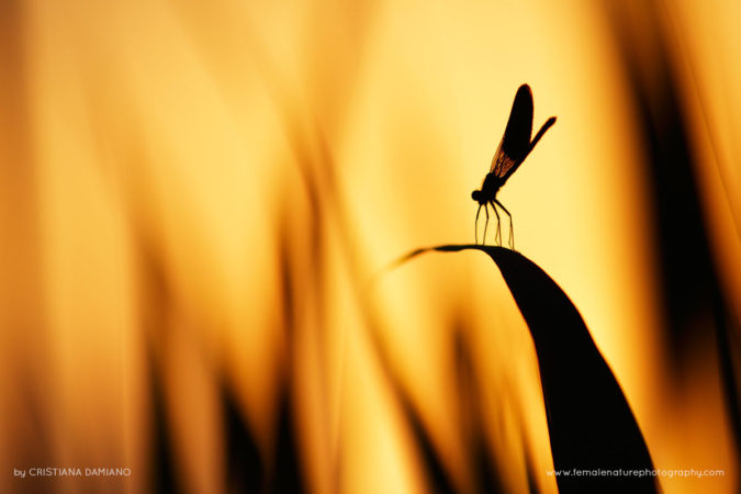 Cristiana-Damianof-FNP-9