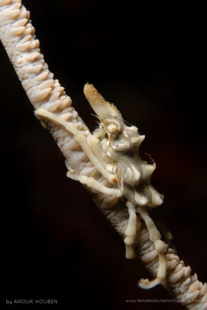 Xeno crab (Xenocarcinus tuberculatus)