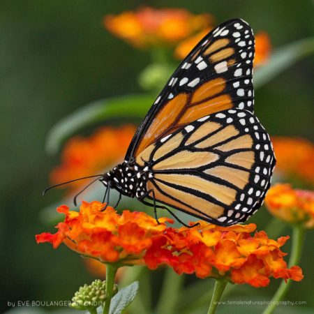Monarch butterfly, Montreal's Botanical Garden (Quebec, Canada)
