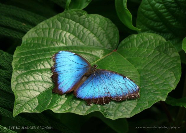 Morpho butterfly, Montreal's Botanical Garden (Quebec, Canada)