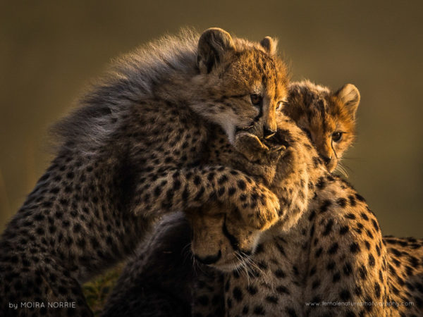 Cheetah Love Cheetah and Cub, Maasai Mara, Kenya
