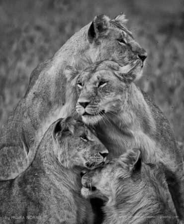 Lion Stack Lions, Maasai Mara, Kenya