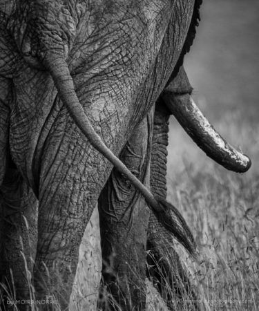 Elephant Rear Elephant, Maasai Mara, Kenya