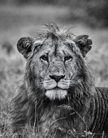 Lion in the Rain Lion, Maasai Mara, Kenya