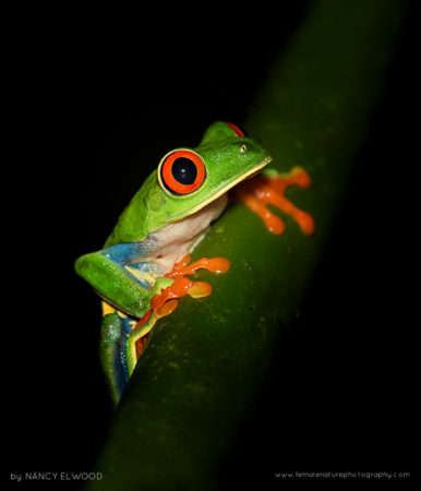 Red-eyed Tree Frog, Fortuna, Costa Rica