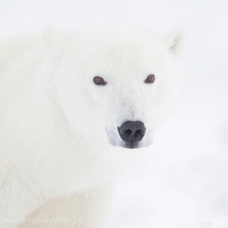 A Polar Bears Point of View Polar Bear in Northern Manitoba Canada