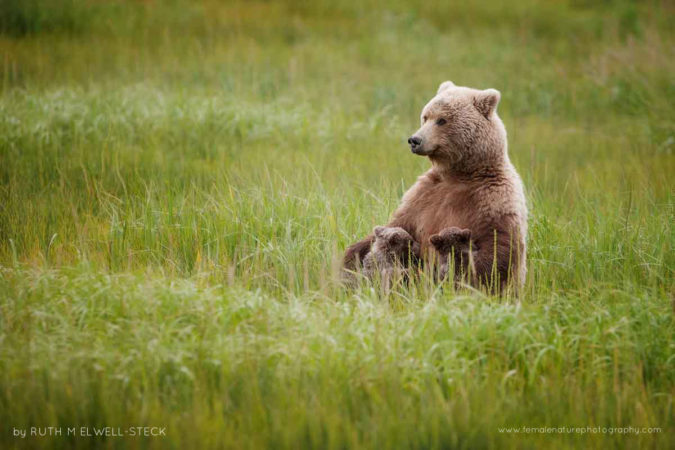 Nursing Mama Coastal Brown Bear in Lake Clark National Park, Alaska