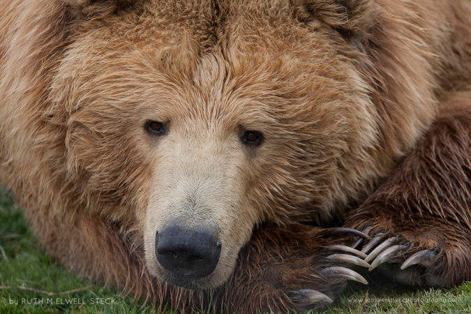 Sandy Claws Brown Bear in Lake Clark National Park, Alaska