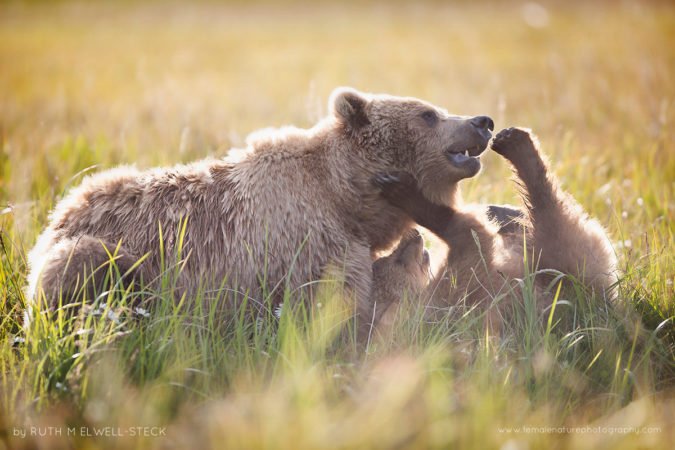 Family Connections Coastal Brown Bear in Lake Clark National Park, Alaska