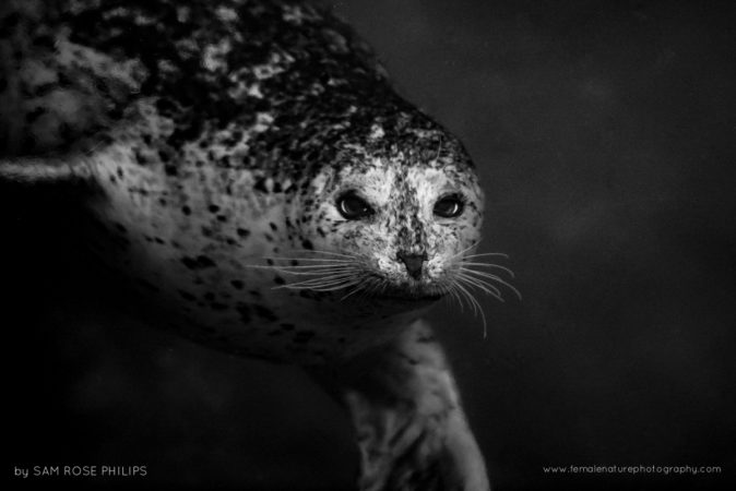 A harbour seal stares up at the camera from below the surface of the sea in East Sooke, British Columbia