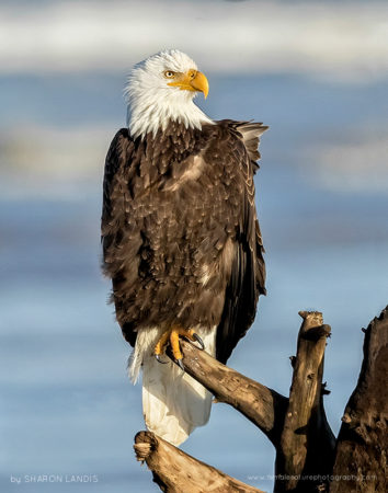 Seaside Beauty Bald Eagle along the ocean in the Pacific Northwest US