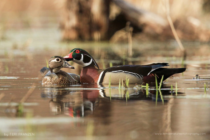 Courtship on the Pond A drake Wood Duck grooms his mate as a show of affection and to enhance the pair bond