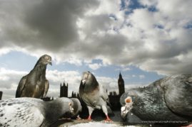 Pigeon Parliament