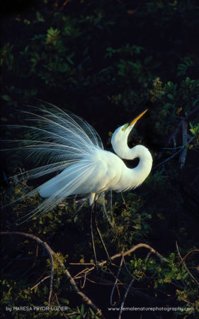 Maresa-Pryor-Luzier-FNP-11