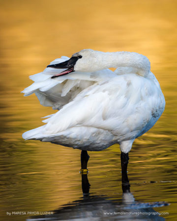 Maresa-Pryor-Luzier-FNP-14