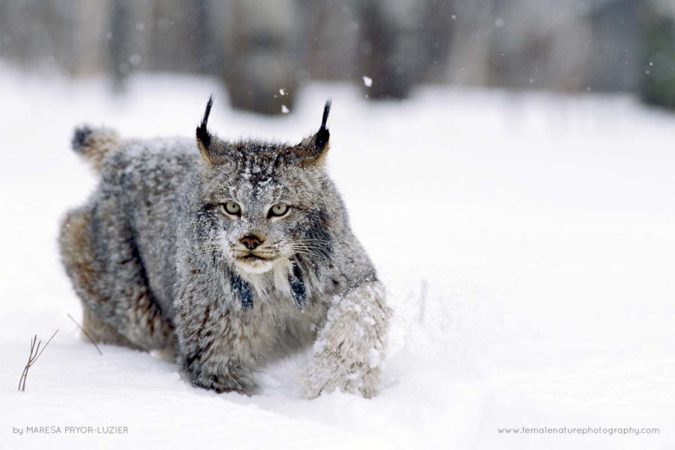 Maresa-Pryor-Luzier-FNP-2