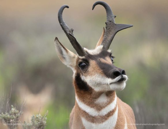 Maresa-Pryor-Luzier-FNP-5