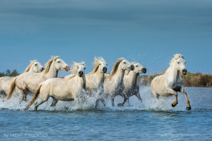 Wild horses of the Camargue - The iconic white horses of the Camargue