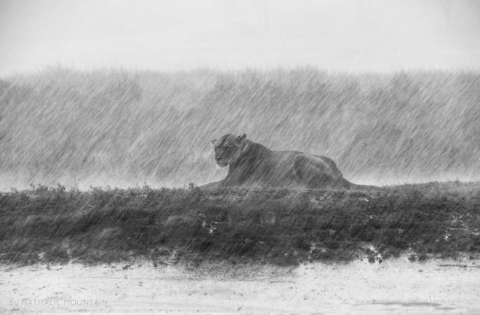 Lioness in the rain - This lioness was caught in a very heavy downpour during the wet season in the Serengeti