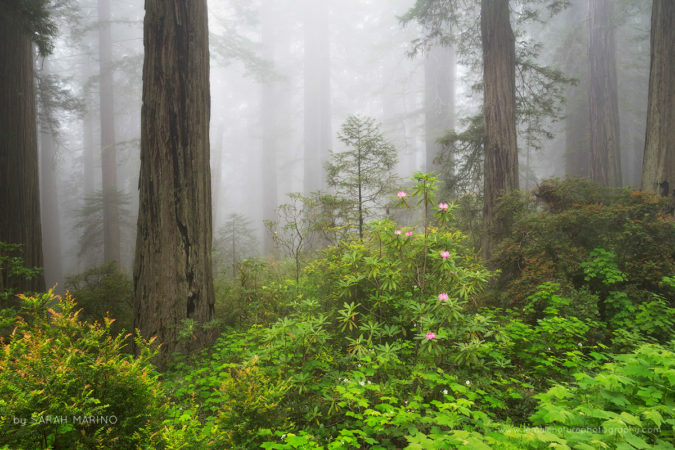 Spring in the Redwoods