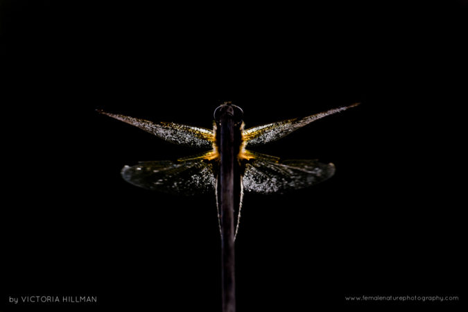 All A Flutter - Four Spotted Chaser Dragonfly (Libellula quadrimaculata), Somerset Levels, Somerset, UK